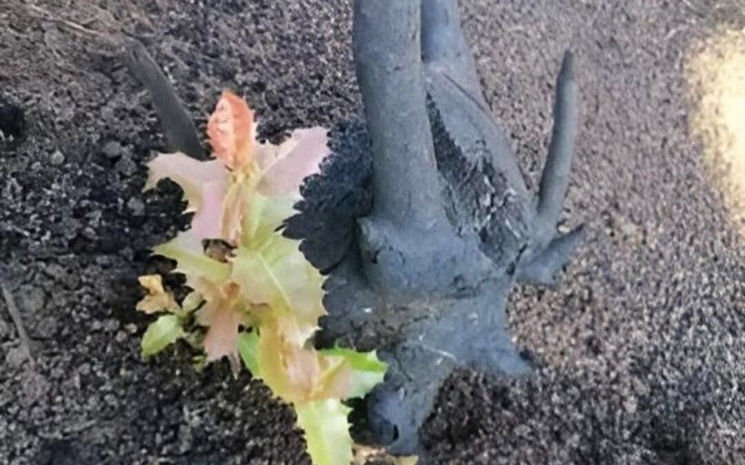 لُبنَانُ..سَنَبقَى ـ بقَلم المحامي زياد فرام