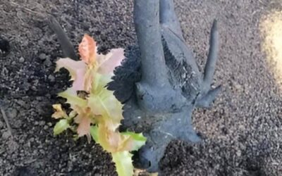 لُبنَانُ..سَنَبقَى ـ بقَلم المحامي زياد فرام